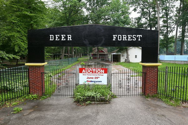 Deer Forest - 2015 Photos From Mlive (newer photo)